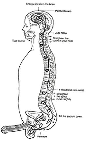 Erkeklerde Yang enerji sistemi.